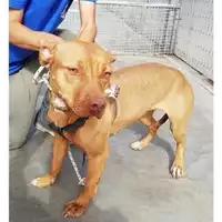 Foto dell\'animale COMUNE DI BOSCOREALE - 380260044905648