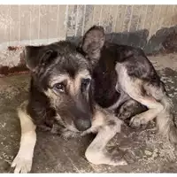 Foto dell\'animale COMUNE DI BOSCOREALE - 380260044973176