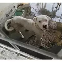 Foto dell\'animale COMUNE DI OTTAVIANO - 380260044956002