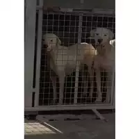 Foto dell\'animale COMUNE DI OTTAVIANO - 380260044972807