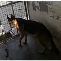 Foto dell\'animale COMUNE DI BOSCOREALE - 380260044973470