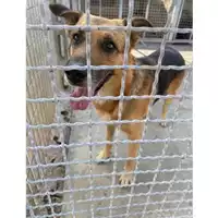 Foto dell\'animale COMUNE DI BOSCOREALE - 380260044905859