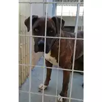 Foto dell\'animale COMUNE DI OTTAVIANO - 380260044974912