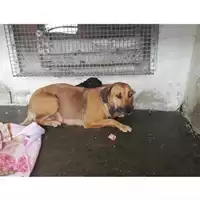 Foto dell\'animale COMUNE DI SAN GIUSEPPE VESUVIANO - 380260044905871