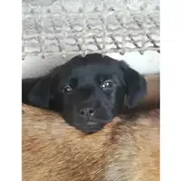 Foto dell\'animale COMUNE DI SAN GIUSEPPE VESUVIANO - 380260044973035