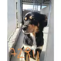 Foto dell\'animale COMUNE DI AGEROLA - 380260044972911