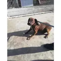 Foto dell\'animale COMUNE DI OTTAVIANO - 380260044977349