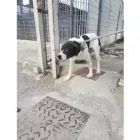 Foto dell\'animale COMUNE DI STRIANO - 380260044905778
