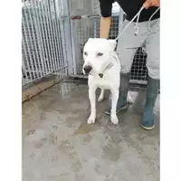 Foto dell\'animale COMUNE DI EBOLI - 380260170249878
