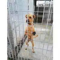 Foto dell\'animale COMUNE DI BOSCOREALE - 380260044973289
