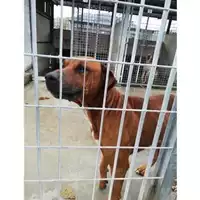 Foto dell\'animale COMUNE DI SAN VITALIANO - 380260044972737