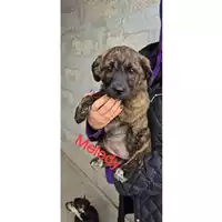 Foto dell\'animale COMUNE DI OTTAVIANO - 380260044972912