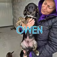 Foto dell\'animale COMUNE DI OTTAVIANO - 380260044973170