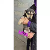 Foto dell\'animale COMUNE DI OTTAVIANO - 380260044972664