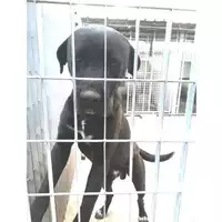 Foto dell\'animale COMUNE DI STRIANO - 380260044973315