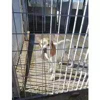 Foto dell\'animale COMUNE DI POMPEI - 380260043802860