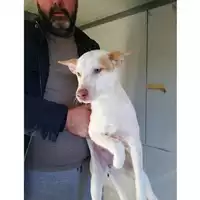 Foto dell\'animale COMUNE DI SAN GIUSEPPE VESUVIANO - 380260044972810