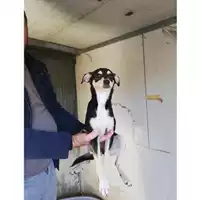 Foto dell\'animale COMUNE DI SAN GIUSEPPE VESUVIANO - 380260044972944
