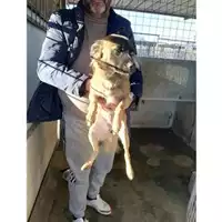 Foto dell\'animale COMUNE DI POMPEI - 380260044973191