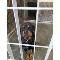 Foto dell\'animale COMUNE DI TERZIGNO - 380260101756933