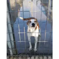 Foto dell\'animale COMUNE DI SAN VITALIANO - 380260044923679