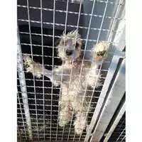Foto dell\'animale COMUNE DI TERZIGNO - 380260044866822