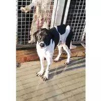 Foto dell\'animale COMUNE DI POMPEI - 380260044905304