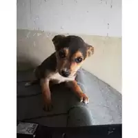 Foto dell\'animale COMUNE DI SAN VITALIANO - 380260044972776