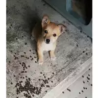 Foto dell\'animale COMUNE DI SAN VITALIANO - 380260044972788