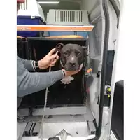 Foto dell\'animale COMUNE DI POLLENA TROCCHIA - 380260101991205