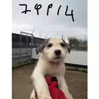 Foto dell\'animale COMUNE DI EBOLI - 380260004879914