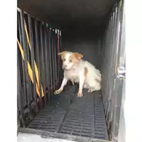 Foto dell\'animale COMUNE DI SORRENTO - 380260002058943