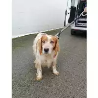 Foto dell\'animale COMUNE DI SORRENTO - 380260043705594