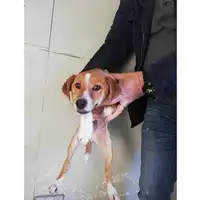 Foto dell\'animale COMUNE DI AGEROLA - 380260044977160