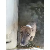 Foto dell\'animale COMUNE DI POLLENA TROCCHIA - 380260044973330