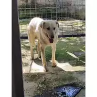 Foto dell\'animale COMUNE DI PELLEZZANO - 380260170226228