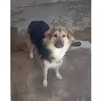 Foto dell\'animale COMUNE DI PELLEZZANO - 380260170246623