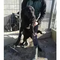Foto dell\'animale COMUNE DI EBOLI - 380260170235332