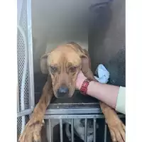 Foto dell\'animale COMUNE DI VIETRI SUL MARE - 380260043977670