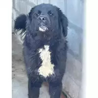 Foto dell\'animale COMUNE DI PELLEZZANO - 380260006030905
