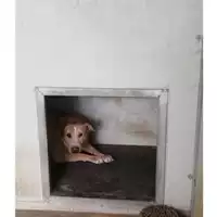 Foto dell\'animale COMUNE DI VOLLA - 380260044857127