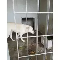 Foto dell\'animale COMUNE DI VOLLA - 380260044863243