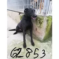 Foto dell\'animale COMUNE DI VOLLA - 380260044862853