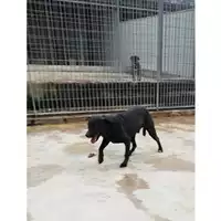 Foto dell\'animale COMUNE DI VOLLA - 380260043962482