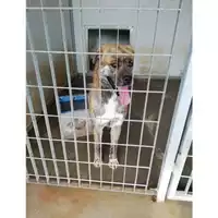 Foto dell\'animale COMUNE DI VOLLA - 380260044906161