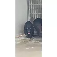 Foto dell\'animale COMUNE DI VOLLA - 380260043500578