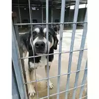 Foto dell\'animale COMUNE DI VOLLA - 380260044859683