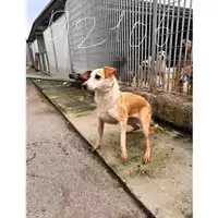 Foto dell\'animale COMUNE DI VOLLA - 380260041292106