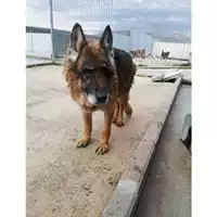 Foto dell\'animale COMUNE DI VOLLA - 380260043963292