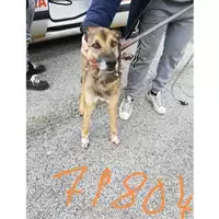 Foto dell\'animale COMUNE DI VOLLA - 380260100279804